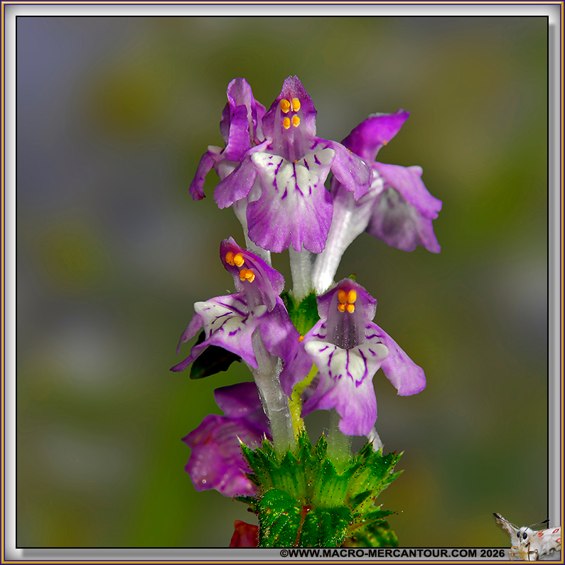 Galeopsis 